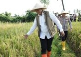 Strategi Bulog Jamin Ketahanan Pangan Nasional: Penyerapan Gabah Petani Sepanjang Tahun