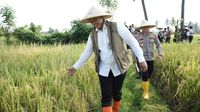 Strategi Bulog Jamin Ketahanan Pangan Nasional: Penyerapan Gabah Petani Sepanjang Tahun