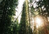 Polandia Resmikan Proyek Hutan Komunitas Raksasa, Sabuk Hijau Penyelamat Kota