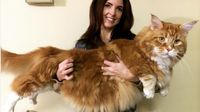 Mengungkap Karakter Unik: 7 Ras Kucing yang Punya Sifat Mirip Anjing