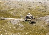 Fosil Mammoth Purba Tersingkap di Sungai Danube Bulgaria Kala Kekeringan Melanda