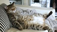 Menyingkap Rahasia di Balik Posisi Tidur Kucing Kesayangan Anda