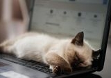 Misteri Kucing Suka Tidur di Laptop Terkuak: Kehangatan, Aroma, dan Perhatian