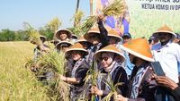 Perkuat Fondasi Pangan Nasional, BULOG dan DPR Tegaskan Komitmen Kesejahteraan Petani