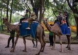 Skandal Korupsi Rp10,2 M Lilit Kebun Binatang Surabaya: Satwa Menderita, Fasilitas Terbengkalai