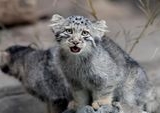 Video YouTube Ungkap Keberadaan Langka Kucing Pasir di Libya, Awal Konservasi Penting