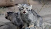Video YouTube Ungkap Keberadaan Langka Kucing Pasir di Libya, Awal Konservasi Penting