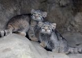 Pesona Lima Anak Kucing Pallas Cemberut Curi Perhatian Publik di Kebun Binatang Jepang