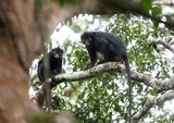 Monyet Likweli Ditemukan di Hutan Kongo, Ilmuwan Peringatkan Status Terancam Punah