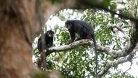 Monyet Likweli Ditemukan di Hutan Kongo, Ilmuwan Peringatkan Status Terancam Punah