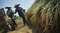 43 Hektare Sawah di Kabupaten Tangerang Terancam Gagal Panen Akibat Kemarau Ekstrem