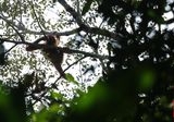 Karhutla Mengancam Jantung Konservasi Orang Utan di Kalimantan, Dunia Pun Mengawasi