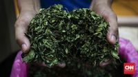 Penjaga Perbatasan Saudi Gagalkan Penyelundupan Ratusan Kilogram Khat, Delapan Tersangka Ditangkap