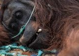Penyelamatan Dramatis Orangutan Sampurna dari Kebakaran Hutan Ketapang, Kalbar