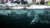 Wabah Malaria Burung Renggut Nyawa Empat Penguin Humboldt di Kebun Binatang Jepang