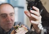 Kucing Minta Makan Terus? Ini Strategi Ampuh Mengatasi Kebiasaan Mengemis
