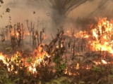 Kebakaran Hutan di Kalimantan: PSI Samarinda Soroti Karhutla