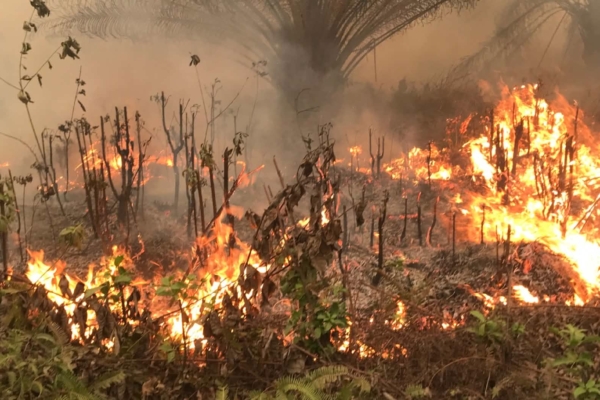 Kebakaran Hutan di Kalimantan: PSI Samarinda Soroti Karhutla