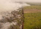 Hutan Lindung Gambut Londerang Jambi Membara: Ancaman Ekologi dan Kesehatan Mengintai