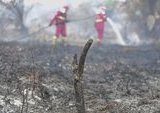 Terobosan BRIN: Tepung Singkong Potensial Jadi Solusi Pemadam Karhutla Skala Besar