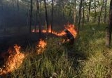 Luasan Kebakaran Hutan dan Lahan di Bangka Tengah Melonjak, Capai 118 Hektare