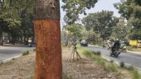 Pelaku Vandalisme Pohon di Bandung Ditangkap, Wali Kota Farhan Janjikan Sanksi Tegas