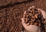 Harga Kakao Global Melonjak Tajam Lebih Dari 30 Persen, Kemendag Soroti Dampak El Nino di Afrika Barat