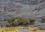 Dampak Kebakaran Lahan: Savana Gunung Bromo Menghitam, Ekosistem dan Pariwisata Terancam