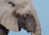 15 Gajah Mati Misterius di Taman Nasional Amboseli, Diduga Keracunan Pestisida Tomat