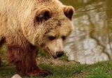 Tujuh Tewas Akibat Serangan Beruang Cokelat di Siberia, Gelombang Agresif Melanda dalam Sebulan