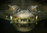 Nekat Berenang di Kawasan Terlarang Weeki Wachee, Bocah Diterkam Buaya Raksasa