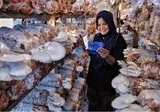 Indeks Bisnis UMKM BRI Q2 2026: Optimisme Terjaga di Tengah Perlambatan Laju Pertumbuhan