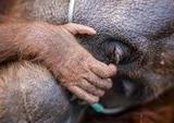 Penyelamatan Dramatis Orang Utan Sindi dan Trenggiling dari Karhutla Kotawaringin Timur