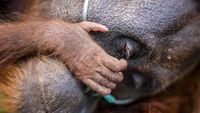 Penyelamatan Dramatis Orang Utan Sindi dan Trenggiling dari Karhutla Kotawaringin Timur