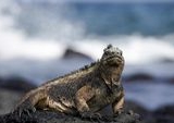 Warga Rusia Ditangkap di Ekuador: Selundupkan 32 Iguana Laut Langka dalam Koper