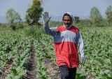 Tembakau Jadi Penyelamat Ekonomi Petani Wonogiri Kala Kemarau