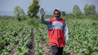 Tembakau Jadi Penyelamat Ekonomi Petani Wonogiri Kala Kemarau