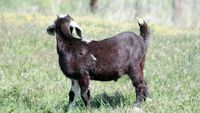 Ratusan Warga AS Terpapar Rabies dari Anak Kambing Kebun Binatang Keliling, Otoritas Beri Peringatan Darurat