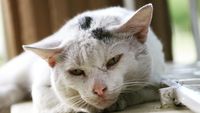 Panduan Lengkap: Merawat Kucing Senior Agar Tetap Sehat dan Bahagia