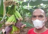 Dari Meja Redaksi ke Kebun Pisang: Kisah Jurnalis Kusnaedi Berdayakan Petani Banten