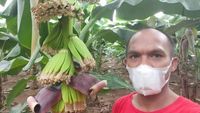 Dari Meja Redaksi ke Kebun Pisang: Kisah Jurnalis Kusnaedi Berdayakan Petani Banten