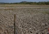 BMKG Peringatkan Kekeringan Ekstrem Landa Ribuan Wilayah Indonesia Akibat El Nino 2026