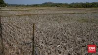 BMKG Peringatkan Kekeringan Ekstrem Landa Ribuan Wilayah Indonesia Akibat El Nino 2026