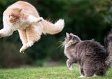Menguak Misteri Penglihatan Kucing: Dunia Warna Terbatas, Cahaya Redup Bukan Masalah