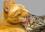 Studi Terbaru Menguak Makna Jilatan Kucing, Bukan Sekadar Kasih Sayang