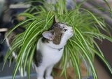 Harmoni Hijau dan Anabul Sehat: Pilih Tanaman Hias Indoor Ramah Kucing Pembersih Udara