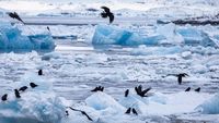 Ancaman Global Nyata: 11,3 Triliun Ton Es Greenland & Antarktika Mencair, Permukaan Laut Naik 3 Cm