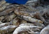 KKP Sita 1.048 Ton Udang Impor di Jatim, Diduga Bocor ke Pasar Lokal