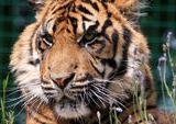 Pria Tewas Melompat Kandang Harimau di Kebun Binatang Inggris, Penyelidikan Dimulai