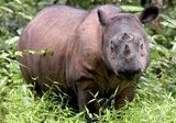 Dua Badak Sumatra Hamil di TN Way Kambas, Dorong Harapan Konservasi Spesies Kritis
